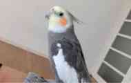 Parrot se naučil napodobit volání